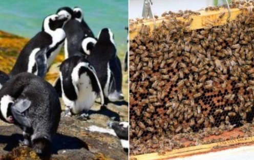 kyle1993brown's tweet photo. Do #honeybee s #hibernate during winter? Well, not specifically. They will group up around the center frames. They take turns rotating in to the center to share body heat (much like penguins) and eat. On warm days they do bathroom flights and remove the dead #beekeeping https://t.co/Xr5ZMPifLI