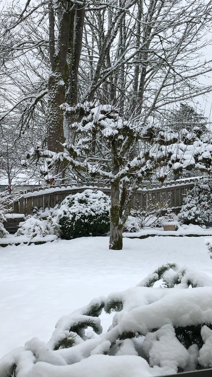QuinnPupcup's tweet photo. I have a love hate relationship with the snow… but look how pretty the outside is!! https://t.co/yrTbVt2abS