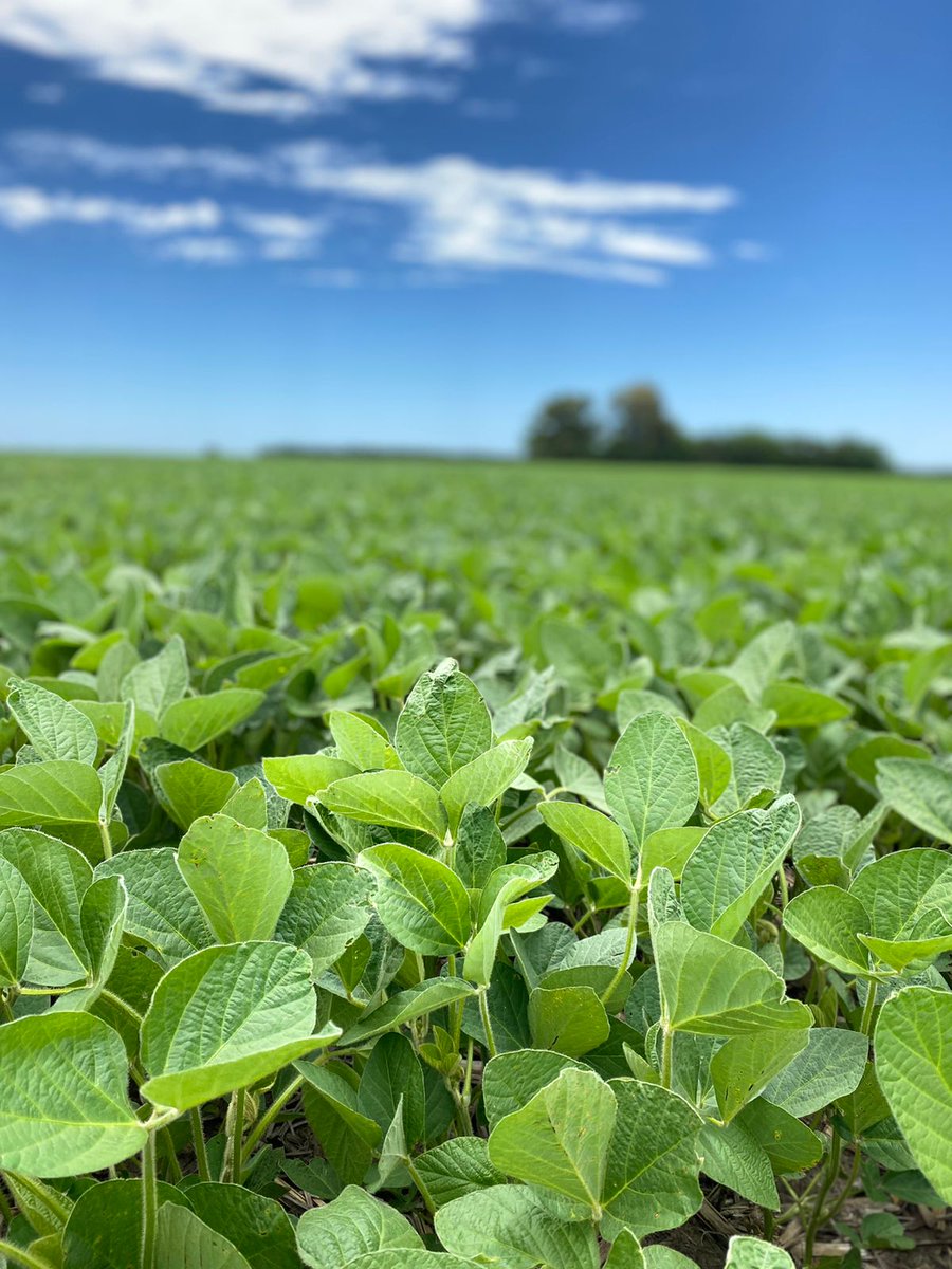 DONMARIOoficial's tweet photo. Cerramos el año en este sojal 🌱🙌
#DM46E21STS con fecha de siembra 2/11.
#SojaDM https://t.co/rRrhstN2ND