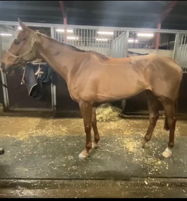NickBrownRacing's tweet photo. Queenohearts at evening stables. She is A1 after a mornings work in Lambourn where she worked very well up the back of the hill and schooled over 6 fences. #soonbeback https://t.co/uHb6aBrkmD