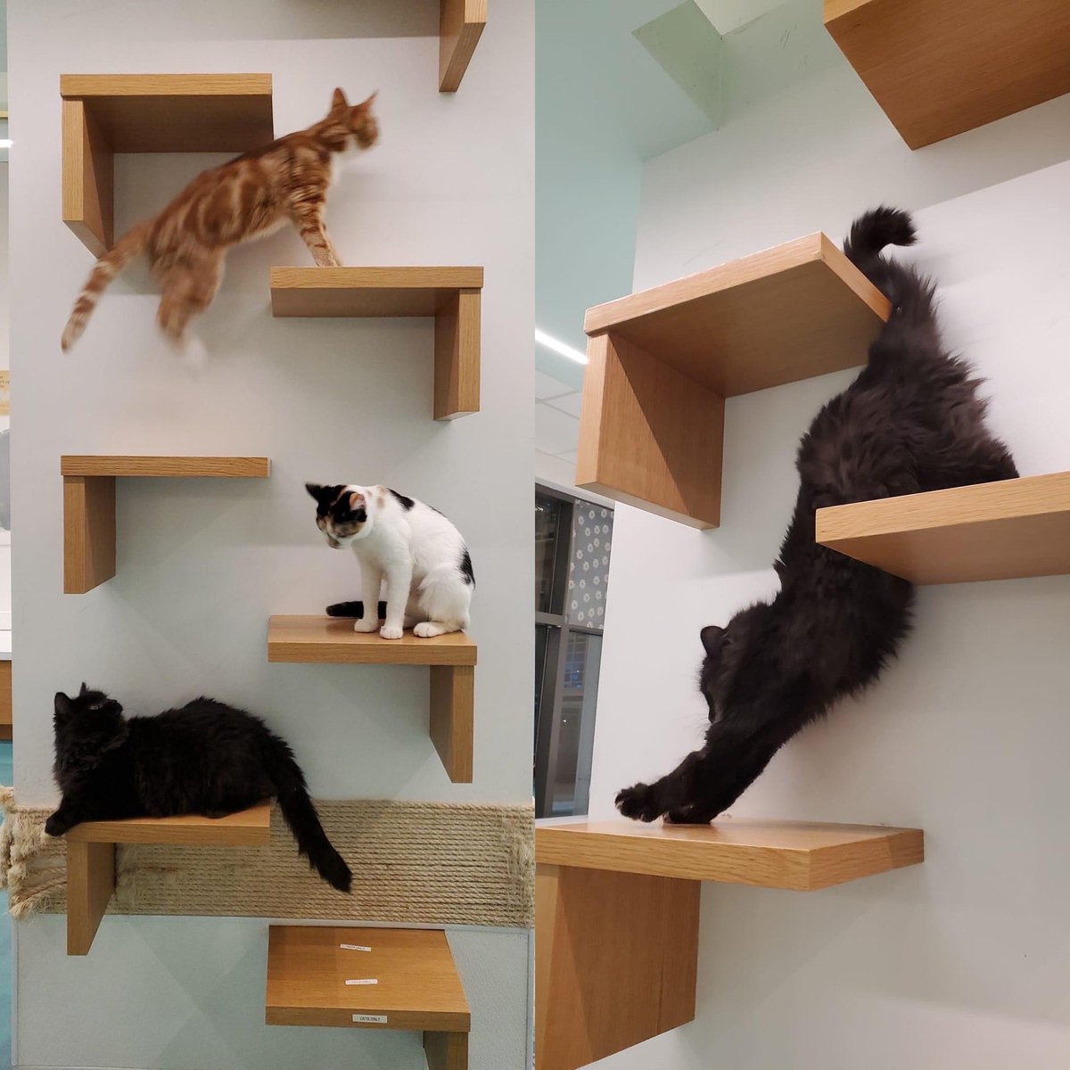 stay pawsitive! #yyc