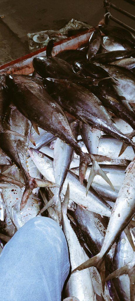 Fisheries_UTLA's tweet photo. #WeBring a youth collective frm @KSmartcity @UT_Lakshadweep started supply of fresh #YellowFin #TUNA 2 mainland markets @Min_FAHD @FisheriesGoI @nfdbindia @DoC_GoI https://t.co/BwtC7h2yFN