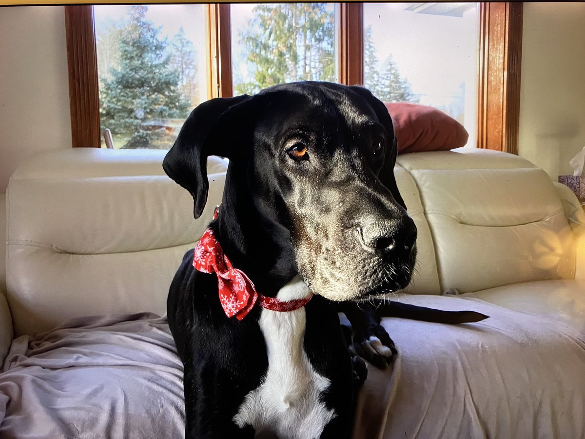 tweetlessDaveG's tweet photo. @dog_rates This is Broder, our rescue house pony. He was stuck in a shelter for six months but he will spend his days prancing with us. https://t.co/1ccrsksTCT