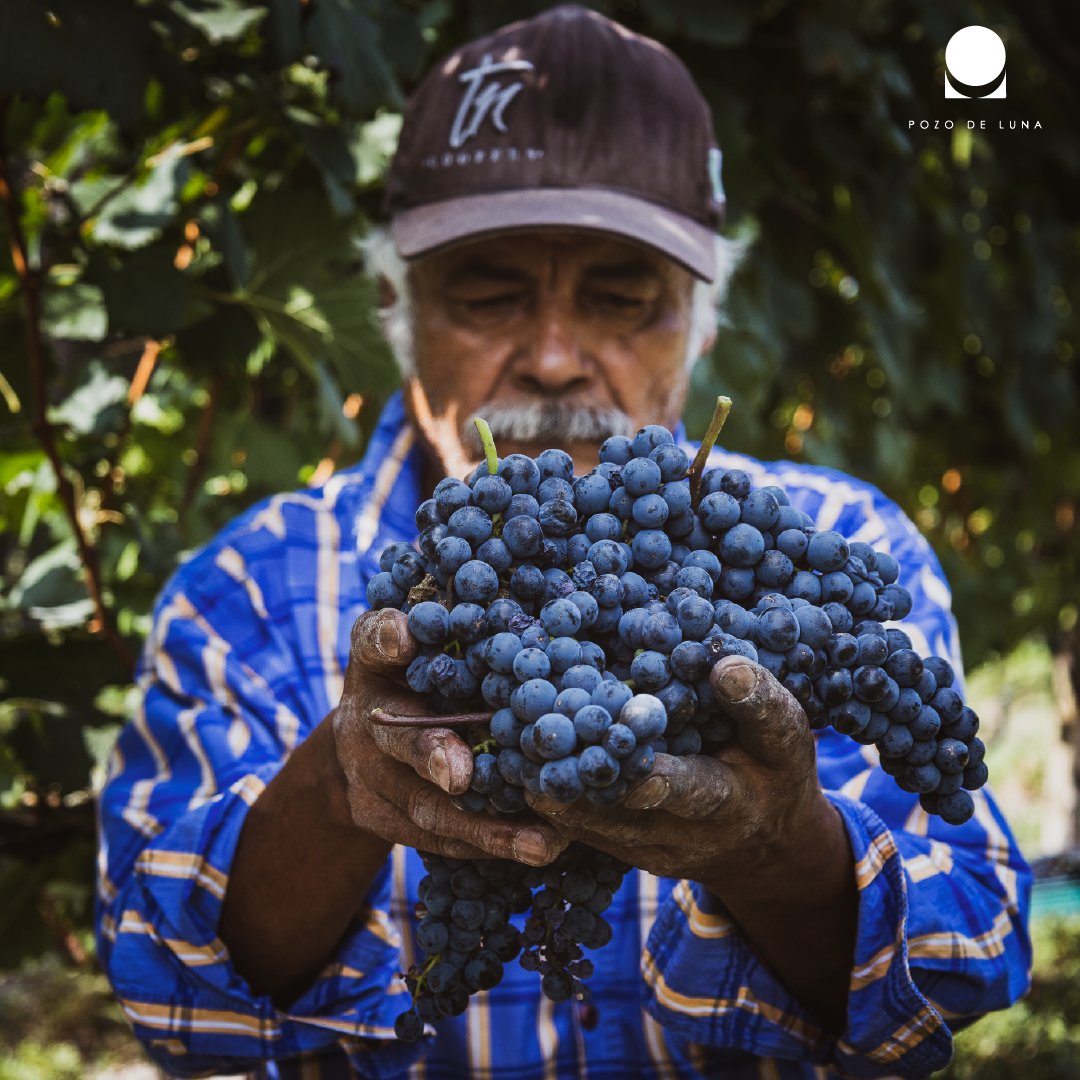 “Las manos detrás del vino”