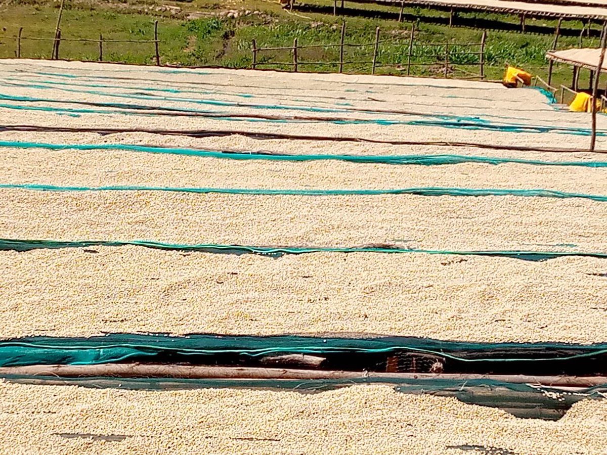 CoffeeGulifa's tweet photo. 2022 crops packed! #gulifacoffee #farming #agriculture #agriculture #Coffee #CoffeeTime #CoffeeLovers #CoffeeDay #Farm #starbuck #Starbucks https://t.co/fbQ3kVItQB