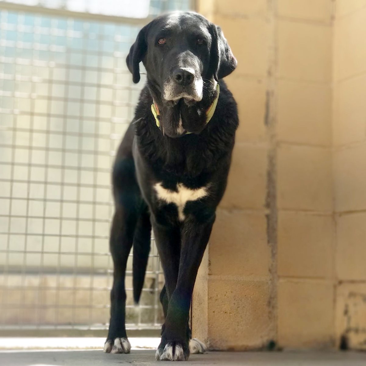 FaunaenCasa's tweet photo. Águila 🐶 es una #perrita mestiza de 7 años que es más buena que el pan.
Es bastante miedosa, pero es muy tierna, sin ningún gesto feo y siempre dispuesta a mejorar.
La @asociacion_anaa busca una familia 👨‍👩‍👧‍👦 y un hogar 🏠 para ella. #Adopta #Madrid +info en https://t.co/xQSFfp1c5W https://t.co/rIAf6eSJMu