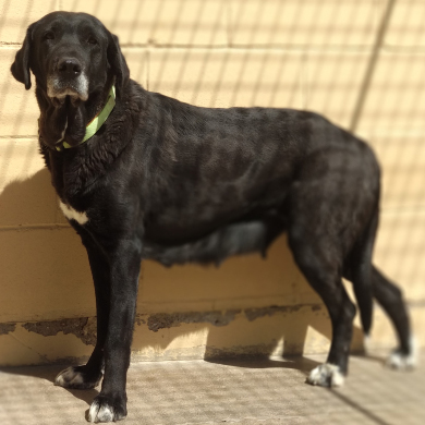 Águila 🐶 es una #perrita mestiza de 7 años que es más buena que el pan.
Es bastante miedosa, pero es muy tierna, sin ningún gesto feo y siempre dispuesta a mejorar.
La <a href="/asociacion_anaa/">asociacion_anaa</a> busca una familia 👨‍👩‍👧‍👦 y un hogar 🏠 para ella. #Adopta #Madrid +info en bit.ly/2QukWDs