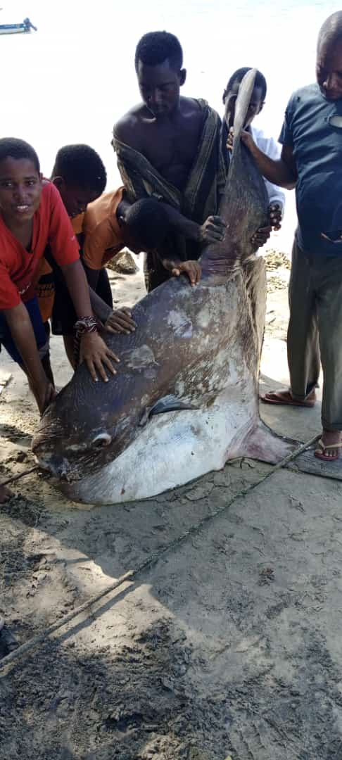 NWambiji's tweet photo. A welcome call from fishers and government officers in Ngomeni today. The second sunfish has been fished. The first encounter, this October at Watamu. What will pop up next? Historical sightings for Kenyan marine waters, studies @KmfriResearch
@FishBaseProject @OBISNetwork https://t.co/I5QaQTlIzS