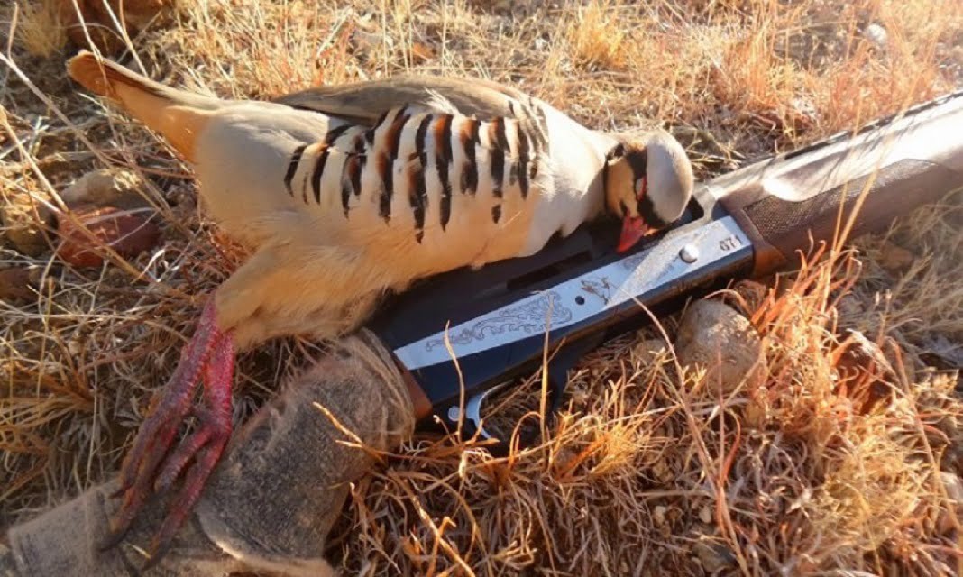 Bir kekliğin yaşamı boyunca 1 milyon kene yediğini biliyor muydunuz? Biz keklik avlanmadan da yaşayabiliriz, onları yemeye değil, onların keneleri yemelerine ihtiyacımız var...