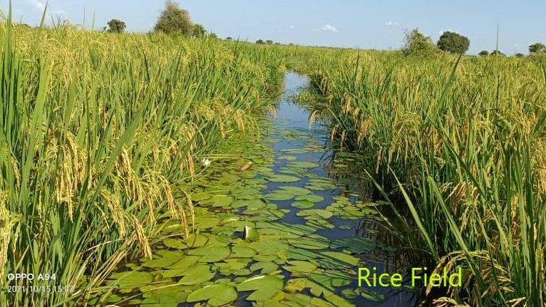 JalalWFP's tweet photo. To adapt to #climatechange, WFP &amp; partners are introducing climate-resilient crops in #SouthSudan.

This year, under FFA program in #Warrap, rice was planted in flood-prone swampy areas and sweet potatoes in drought-prone areas with positive results. 

Further expansion in 2022. https://t.co/vnjAFWAYRL