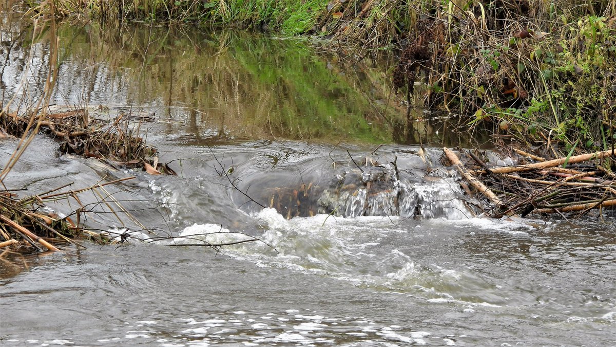 inja5248's tweet photo. #beverdam in de hoogstaande #Vlootbeek #Reigersbroek #MiddenLimburg 
de bever moet zijn dam steeds weer verhogen 🦫 https://t.co/e3yB5sbeZk