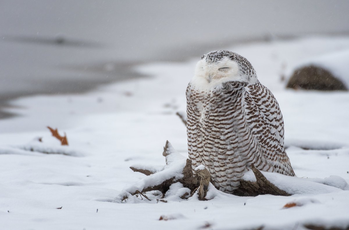 JocAPhotography's tweet image. A Snowy Owl from last year. It was a snowy day so I had my smaller weather-resistant lens with me. When I saw this beauty on the shoreline, I went back for my longer, non-weather-resistant lens and took the chance of water getting in. I didn't want to bother her by getting close.