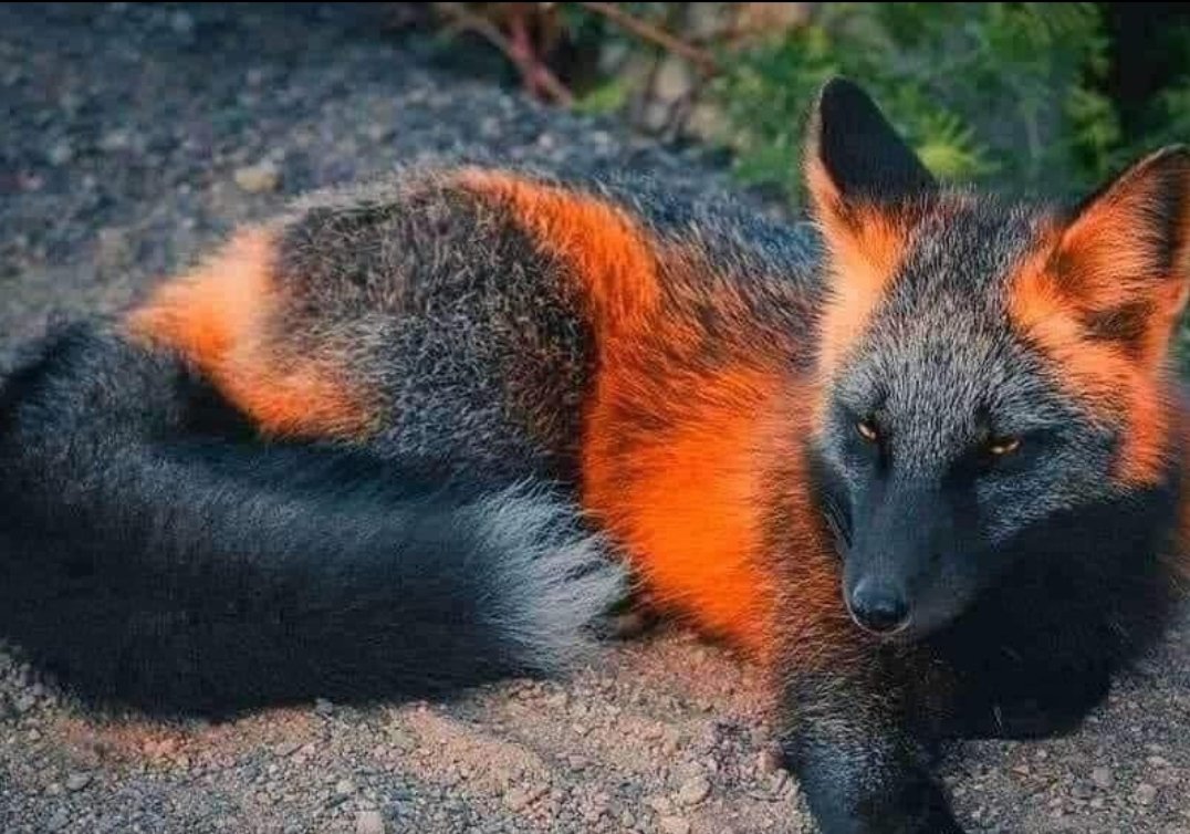 Fox_Mr_Marcus's tweet photo. A melanistic fox is super rare and seldom seen. 

A real unique amount of foxxies you can find in our discord @FoxxiesNFT 

Check out our great team and amazing artwork in the #foxxieden https://t.co/Iit2G7U6qQ