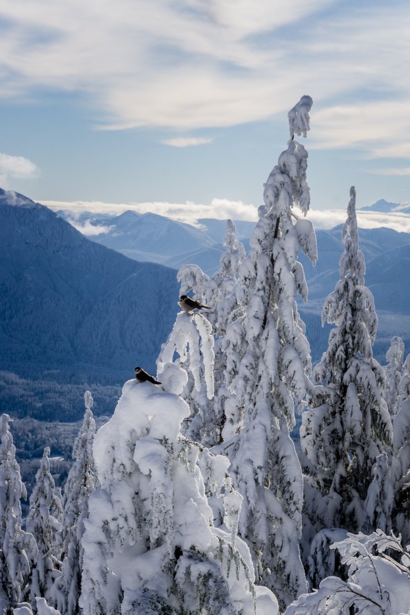 stacia_glenn's tweet photo. Washington is a true winter wonderland ✨ https://t.co/HfvBlAoIUM