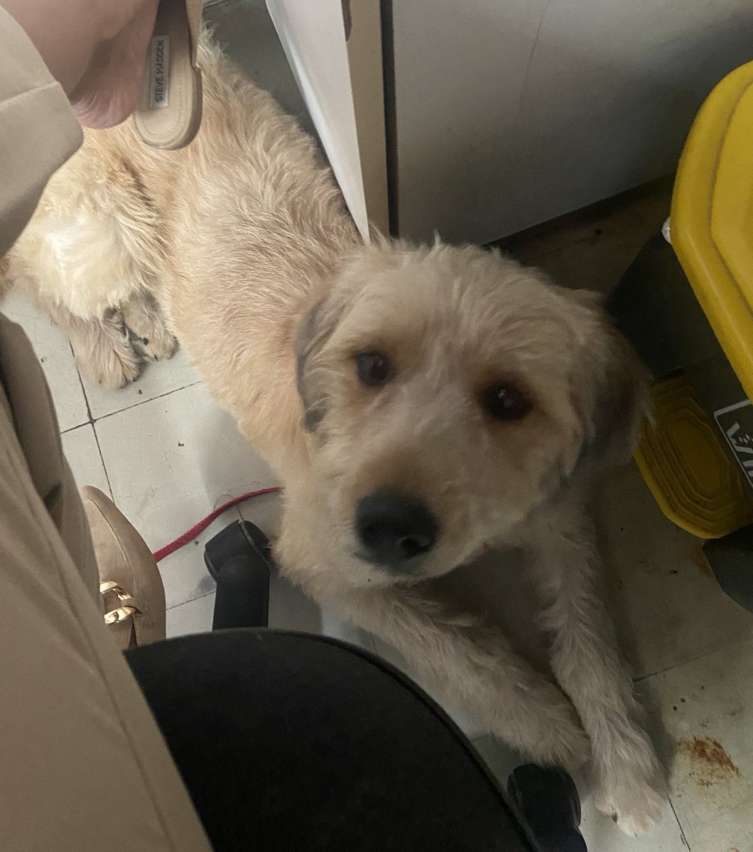 adoptmovement's tweet photo. 🇯🇲🇯🇲This cutie is up for adoption, about 8 months old. Pic w/ vet for size comparison & she’s about 40 lb.
Please contact Dr. Briana Schwapp DVM @drbrischh if you’re willing & able to adopt or 876-927-6624
#adoptdontshop #adopt #adoptjamaica #aDog #aPuppy #aBestFriend #aDopt https://t.co/DKNfrM8RcW