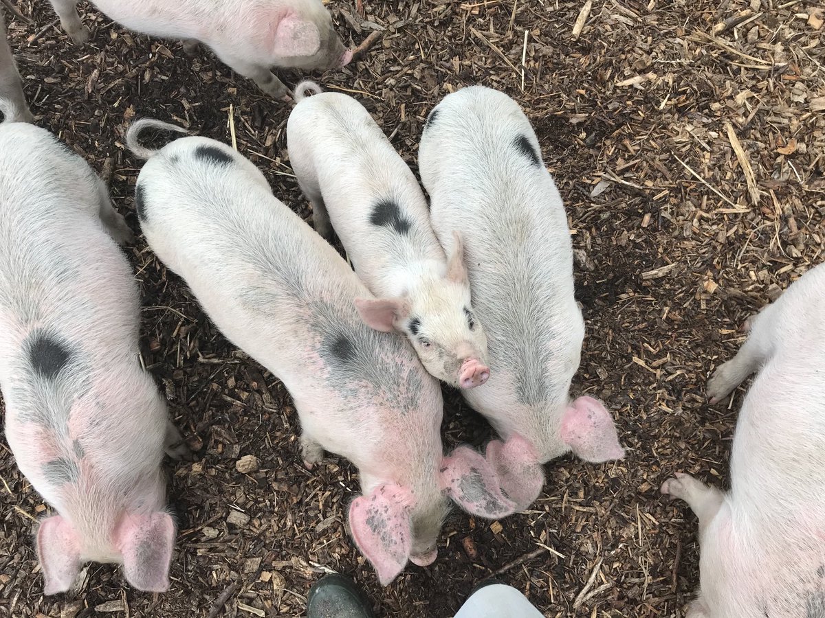 The little one, muscling in on his bigger siblings. My favourite picture.