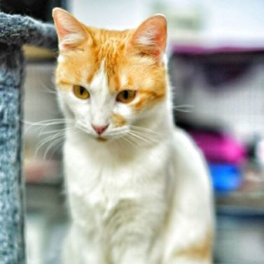 Sophie 🐱 fue rescatada de la calle en Segovia junto con su hermanita Coni teniendo meses.
Su mamá acababa de morir y estaban solitas, maullando y con mucho miedo. Sophie lleva 2 años esperando ser adoptada.
#Adóptala en @protectoralara en #Madrid +info en bit.ly/2X23ntJ