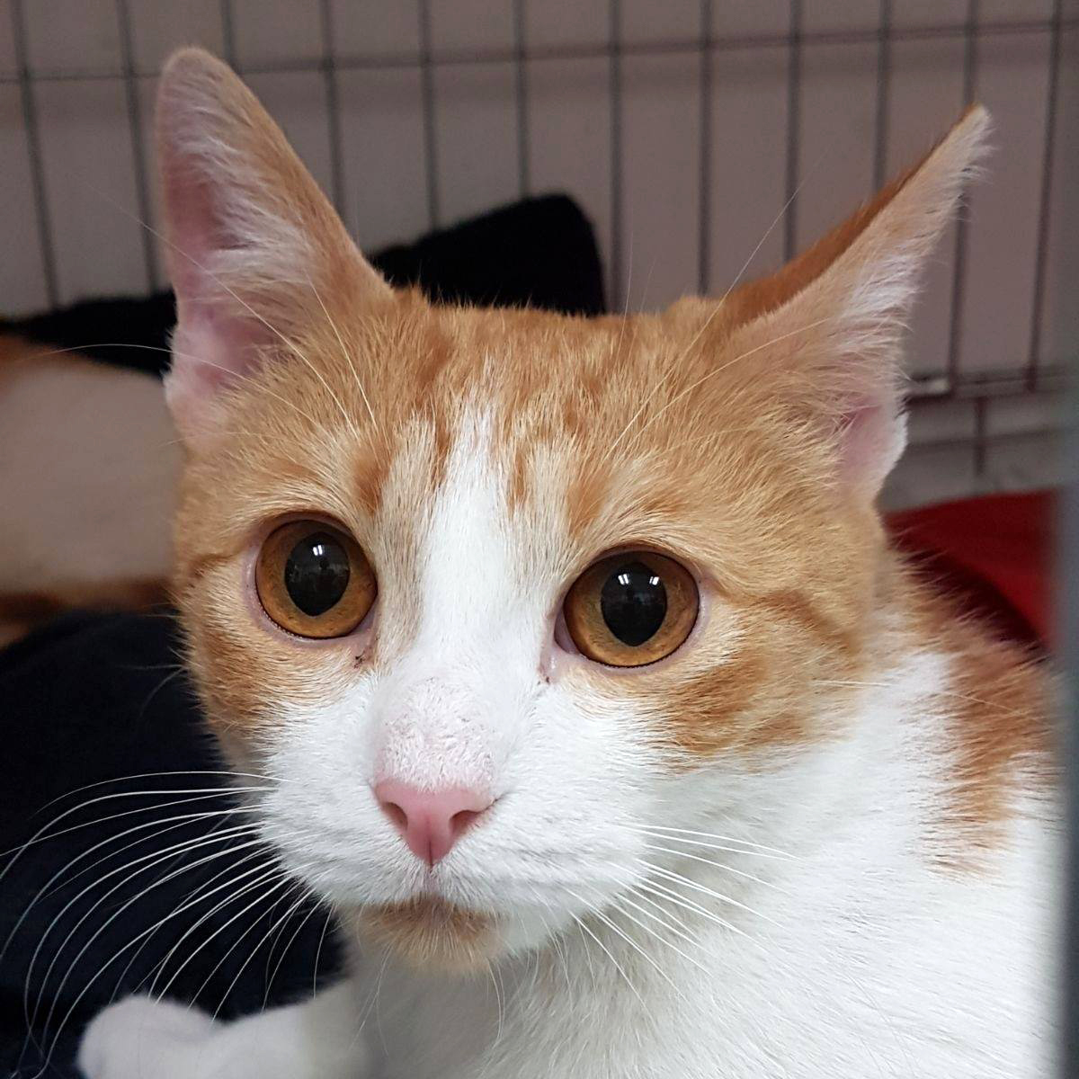 FaunaenCasa's tweet photo. Sophie 🐱 fue rescatada de la calle en Segovia junto con su hermanita Coni teniendo meses.
Su mamá acababa de morir y estaban solitas, maullando y con mucho miedo. Sophie lleva 2 años esperando ser adoptada.
#Adóptala en @protectoralara en #Madrid +info en https://t.co/qd1KyVwIRL https://t.co/b47pWxpKhX