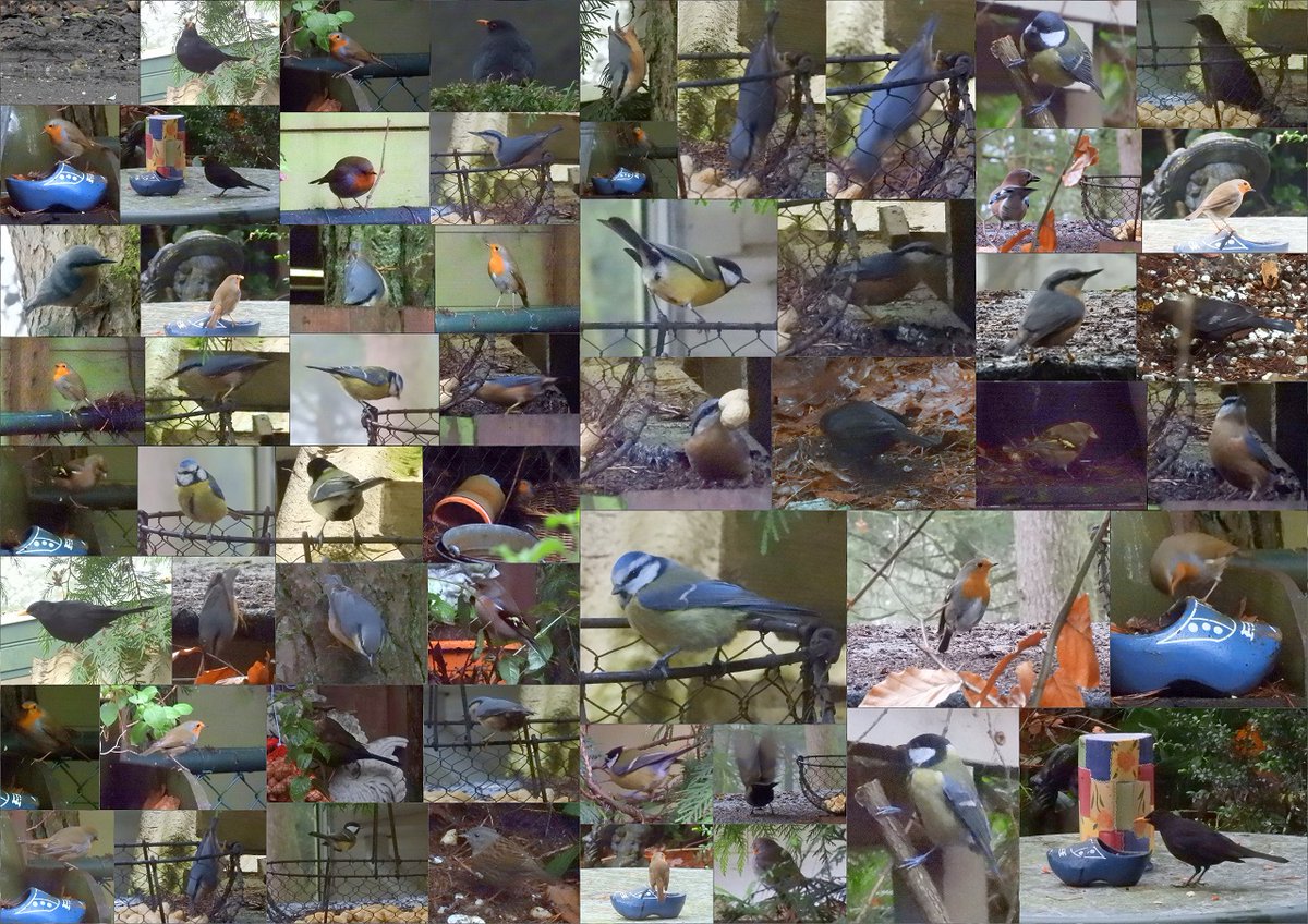 DannyGooyer's tweet photo. Vogeltjes voeren en fotograferen in Emst op de Veluwe in December van 2021 in Nederland op de aardbol planeet, globe. #vogeltjes #veluwe #emst #voer #fourage https://t.co/w8vX9AoWgh