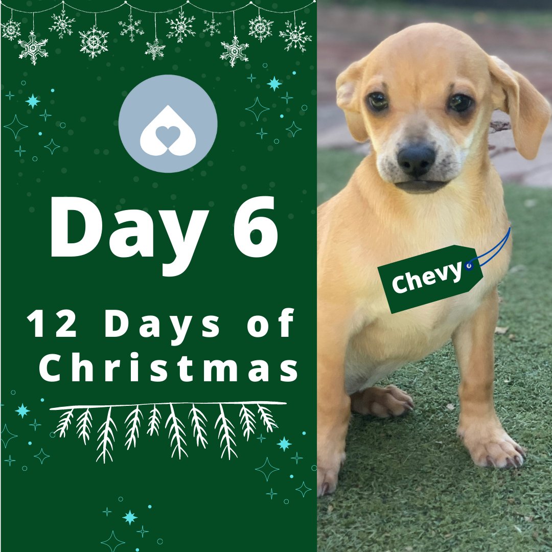 Santa brought us a special Christmas package earlier this season when Fiat, Ford, Kia, and Chevy arrived at our door. After some major TLC, three of these preciously playful pups were adopted. Chevy is still waiting to find his perfect furrrrever family. amandafoundation.org/adoptions