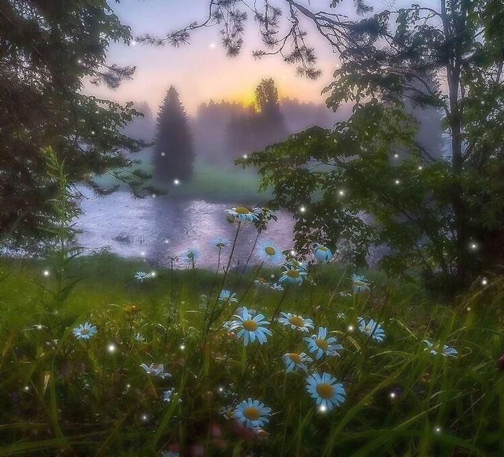 Рассвет туман роса. Лесная Поляна природа лес река. Летний пейзаж. Летние пейзажи природы. Красивые пейзажи с ромашками.