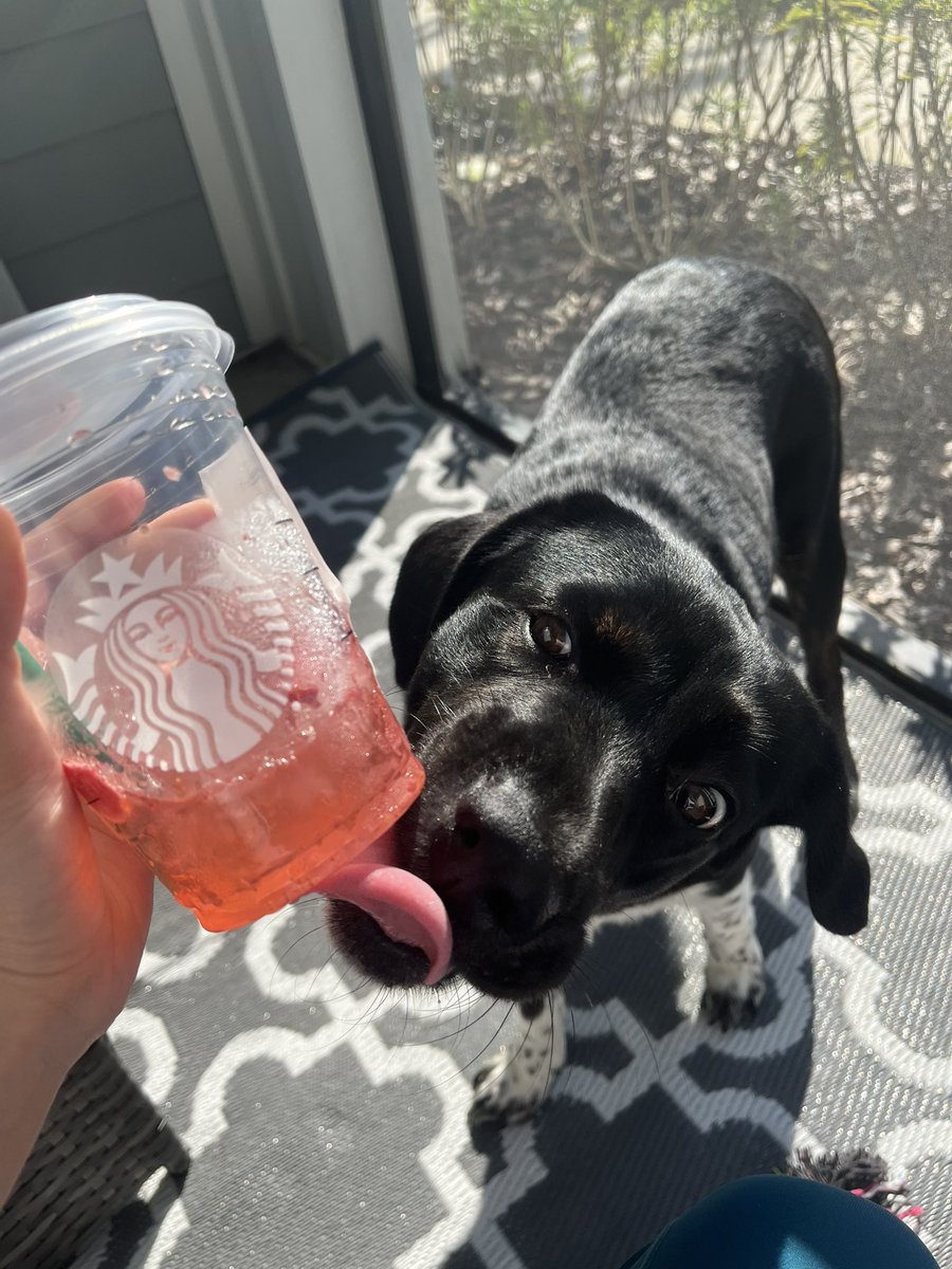 Italianbella_97's tweet photo. luna loves her starbucks 🥰#Starbucks https://t.co/cg0zFkHMiT