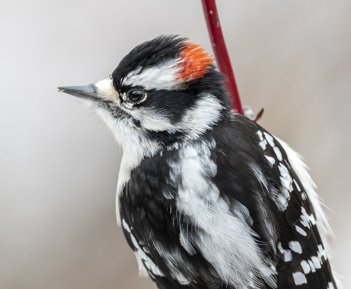 JocAPhotography's tweet image. A male Downy Woodpecker floofing his noggin feathers.