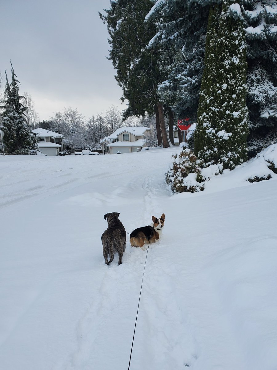 PebblesDaCorgi's tweet image. Where did the sidewalk go? 
#corgi #seattlesnow #corgicrew