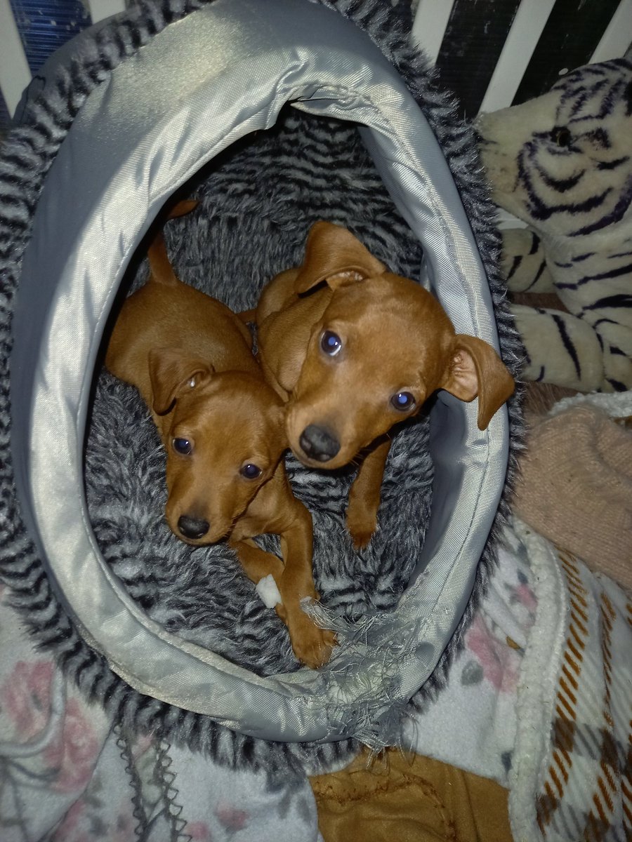 Lisbeth Bacon (@baconlisbeth) on Twitter photo 