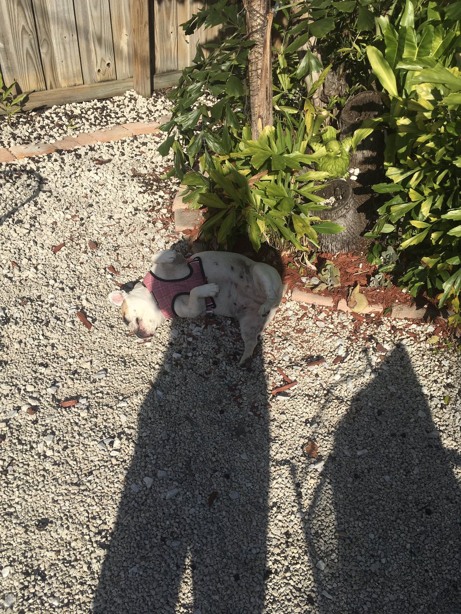 I’m not the only one enjoying the Florida sun. Wait until she finds out it’s back to the cold weather on Sunday. #frenchie