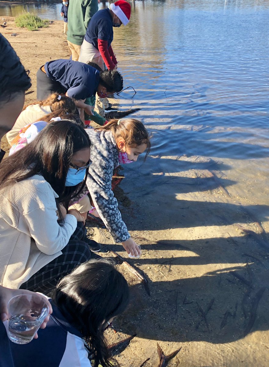 sdneighborhood's tweet photo. Third grade students at Arts &amp; Athletics Academy spent the last few months studying young trout as they progress through their life cycle. Before break, the trout were relocated from their classroom aquarium to their new home at Lake Murray! #LifeScience #ThePrideOfSanDiego #KCNS https://t.co/iicn3a7HQy