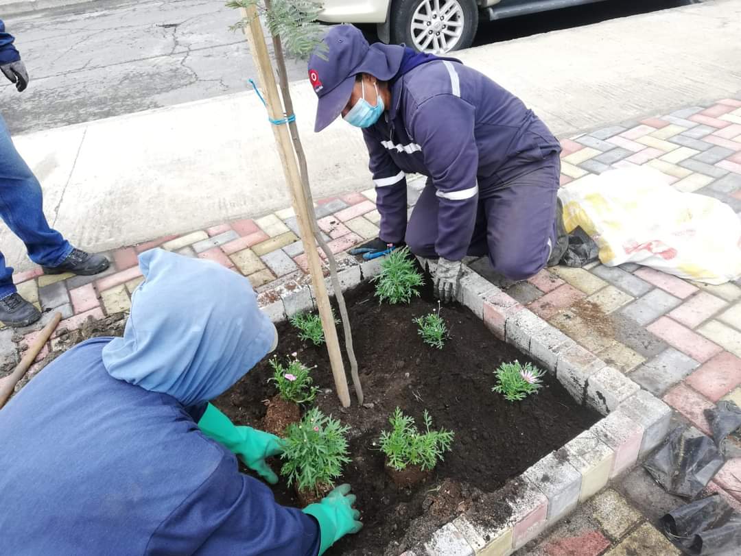 NapoCadena's tweet photo. El #PlanVida para #Riobamba continua trabajando para mejorar la calidad del aire y al embellecimiento del entorno urbano. Hoy plantamos palmeras, eugenias y margaritas en la Av. Sergio Quirola. También dimos mantenimiento a jardineras de la Av. Circunvalación y Av. De La Prensa. https://t.co/Z12o4DmLs1