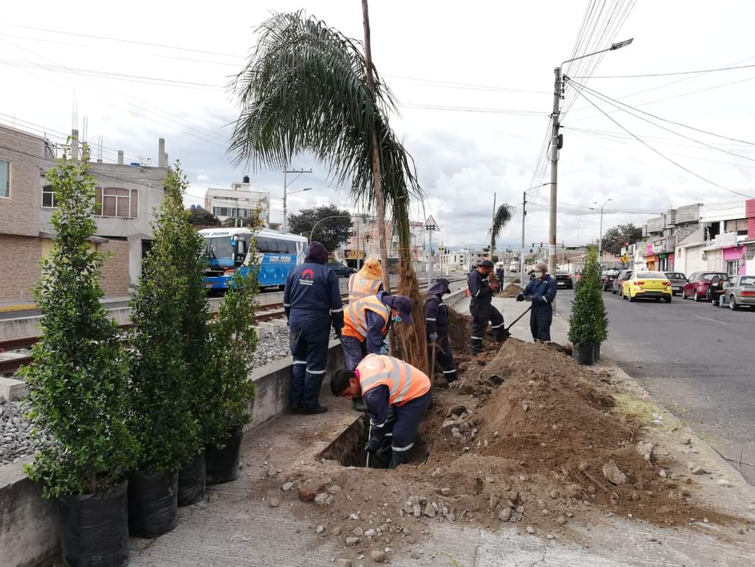 NapoCadena's tweet photo. El #PlanVida para #Riobamba continua trabajando para mejorar la calidad del aire y al embellecimiento del entorno urbano. Hoy plantamos palmeras, eugenias y margaritas en la Av. Sergio Quirola. También dimos mantenimiento a jardineras de la Av. Circunvalación y Av. De La Prensa. https://t.co/Z12o4DmLs1