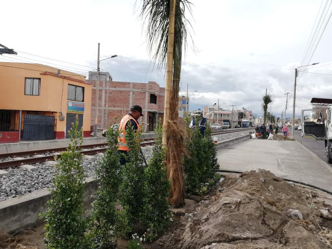 NapoCadena's tweet photo. El #PlanVida para #Riobamba continua trabajando para mejorar la calidad del aire y al embellecimiento del entorno urbano. Hoy plantamos palmeras, eugenias y margaritas en la Av. Sergio Quirola. También dimos mantenimiento a jardineras de la Av. Circunvalación y Av. De La Prensa. https://t.co/Z12o4DmLs1