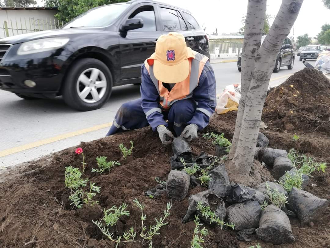 NapoCadena's tweet photo. El #PlanVida para #Riobamba continua trabajando para mejorar la calidad del aire y al embellecimiento del entorno urbano. Hoy plantamos palmeras, eugenias y margaritas en la Av. Sergio Quirola. También dimos mantenimiento a jardineras de la Av. Circunvalación y Av. De La Prensa. https://t.co/Z12o4DmLs1