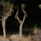 HR_Freud's tweet photo. Yucca man https://t.co/NHWJoRWKeQ