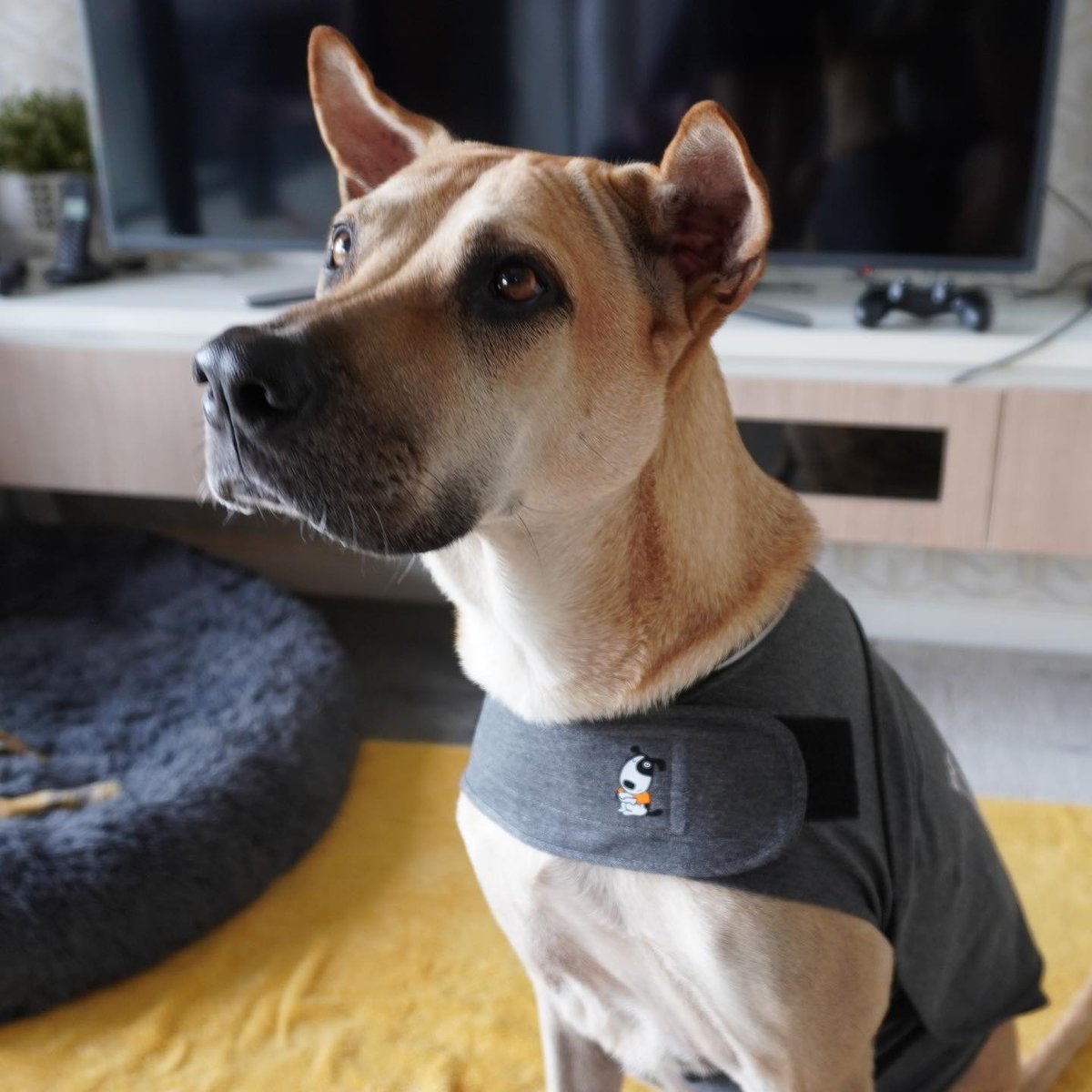 a thundershirt