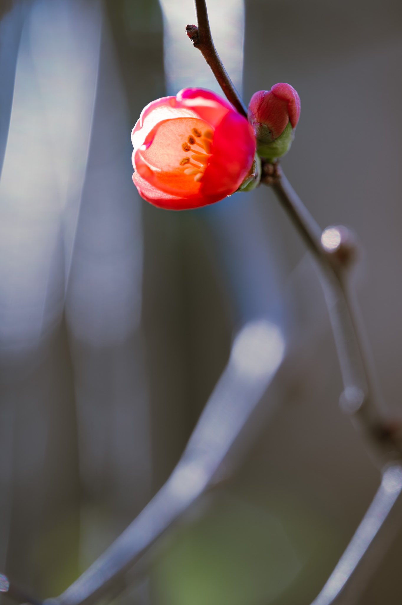 Takao 寒木瓜 カンボケが咲いていました 中国原産 バラ科 日本には平安時代に渡来しました 普通のボケは3 4月に咲きますがカンボケは早咲きで11 12月に咲きます 木瓜は織田信長の家紋 織田木瓜 おだもっこう にもつかわれています 花言葉は 情熱