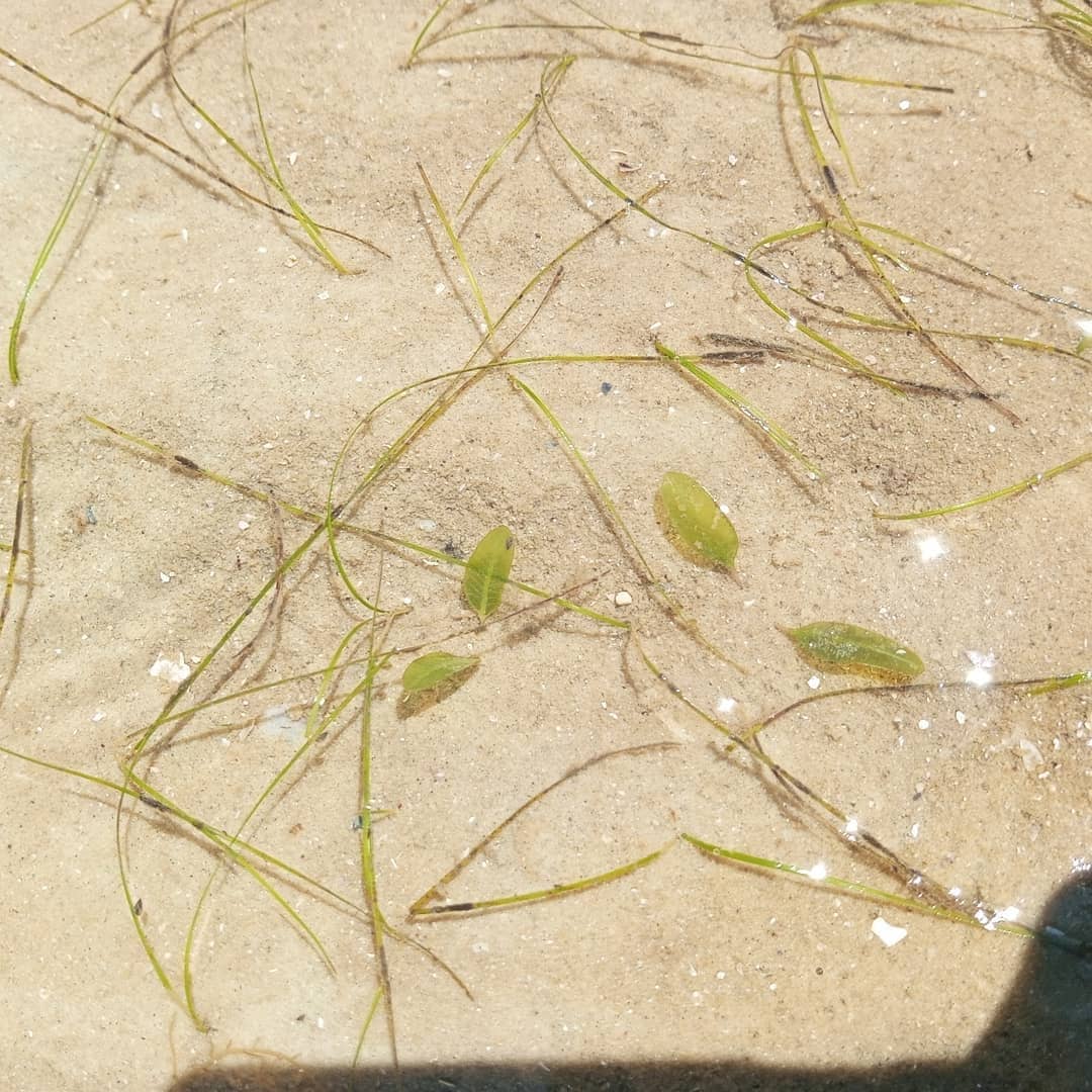 SoahubTz's tweet photo. Sharing the wonders of the #GrassUnderwater #Seagrass
Our ocean's Healthy and sustainability highly depends on them
They are important carbon sinks we need to fight against #Climate_change
We choose to adopt them for a life time protection #OceanDecades #Soalliance https://t.co/LucZUjb4v2