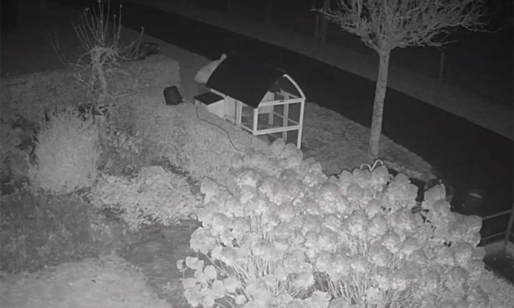 Wat gaat er door je heen als je besluit dit te doen , ZIEKE GEEST!!!  Snel vinden die gek ! RT <a href="/vkmag/">VKMag</a>: Beelden hoe idioot zwaar vuurwerk gooit in kippenhok in Kootwijkerbroek vkmag.com/magazine/beeld…