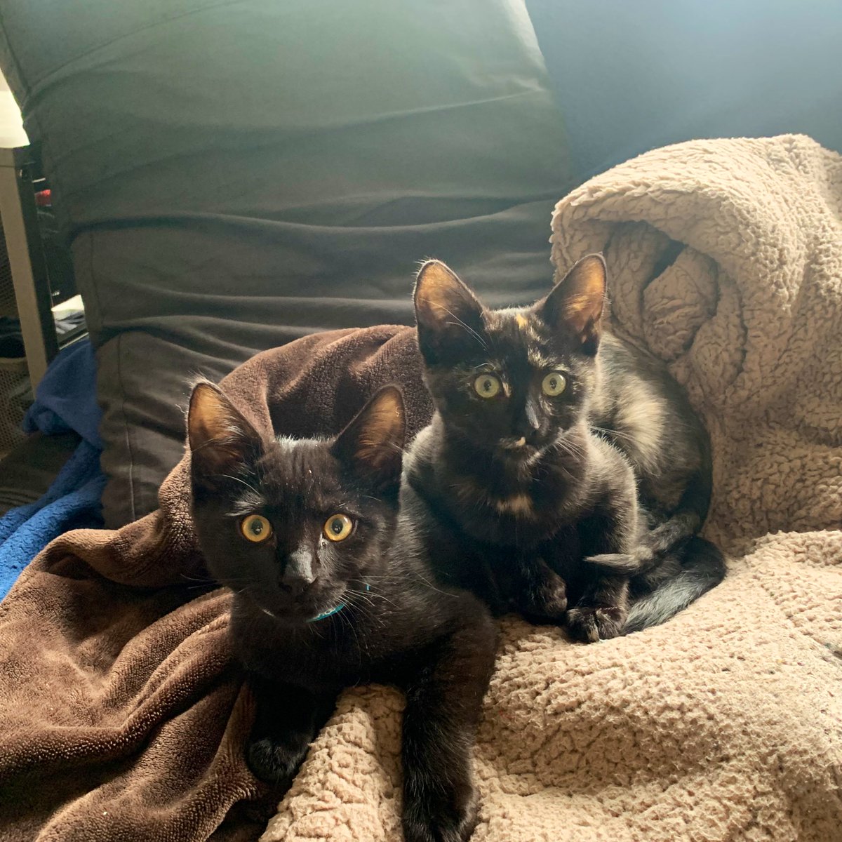 NilsCodes's tweet photo. Sibling love.
#CatsOfTwitter #kittensoftwitter #FostersSaveLives #hazelpool https://t.co/FjGmzrYmiH