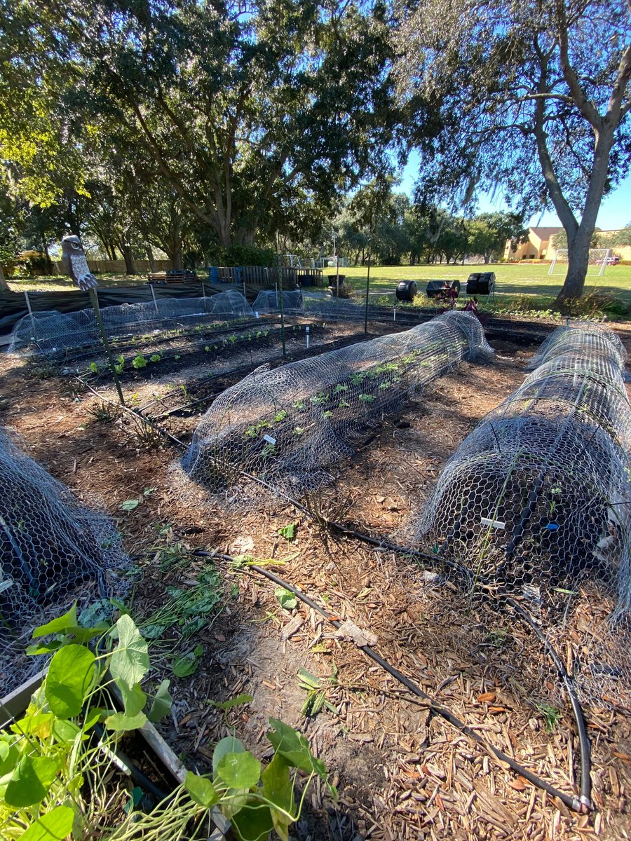 Grow_Orlando's tweet photo. A finished project thanks to all of our farm volunteers at the @StLukesOrlando  #microfarm! https://t.co/trUWX6DJUy