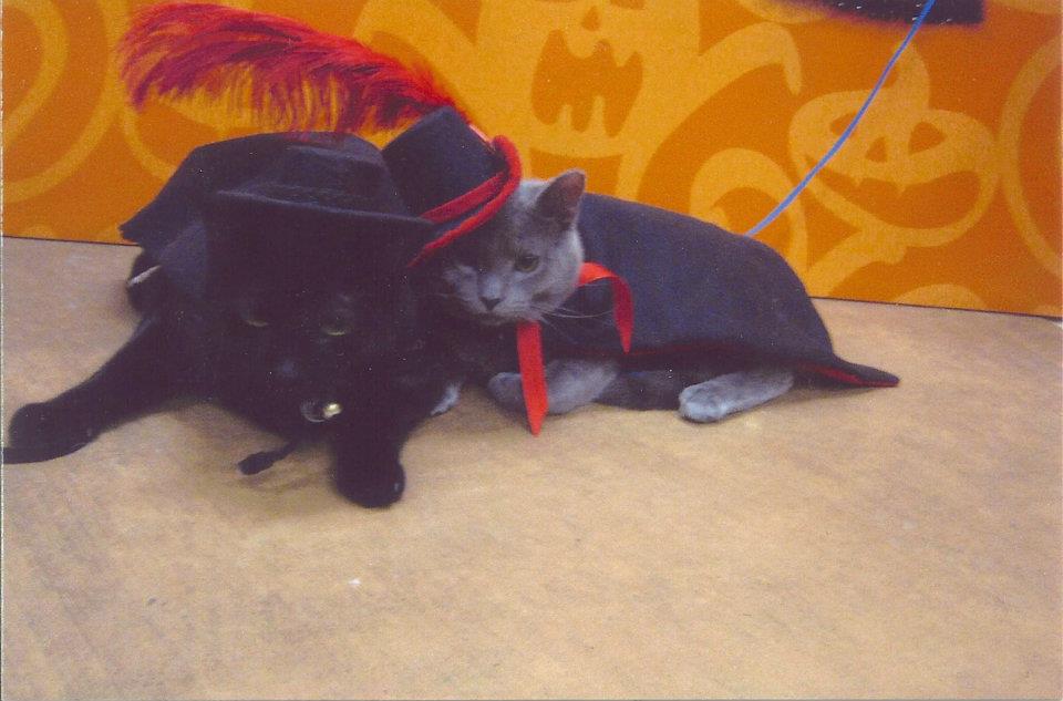 JLPisJLPisJLP's tweet photo. @Askyomomma1 Wanna laugh? My nephew's mother swore for years she was allergic to cats, but my cats won her over &amp; miraculously, her allergies disappeared. Then 2 rescue cats, Salem and Blick, found her. She loves designing and sewing outfits for them &amp; they WEAR THEM! https://t.co/oOHZYHLisp