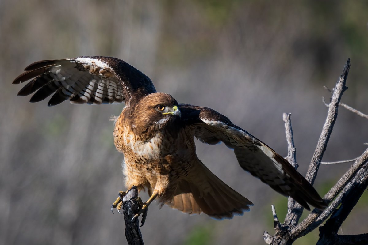 evver's tweet photo. Red-Tailed Hawk
Ventura River Estuary https://t.co/Nx1Q7bi0j8