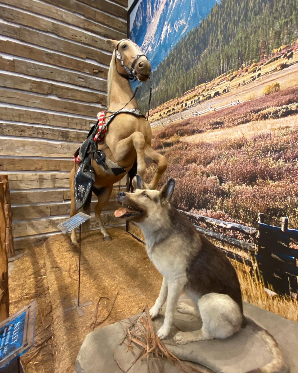 KellyCrowWSJ's tweet photo. Yeehaw to the new #JohnWayneExperience with 10k sq ft of exhibits organized by the Duke’s kids in Ft. Worth w/ Trigger, Bullet, his Oscar, scripts, costumes. Go check it out, Pilgrim. https://t.co/h31XmRd95f