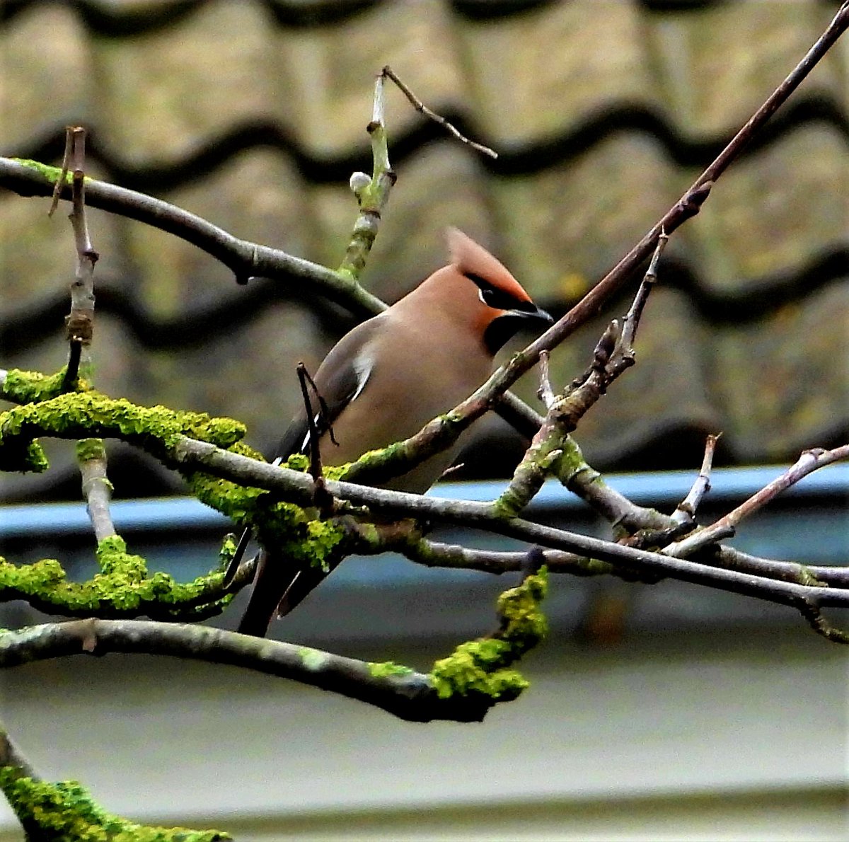 vogelbescherming
#mooistefoto2021