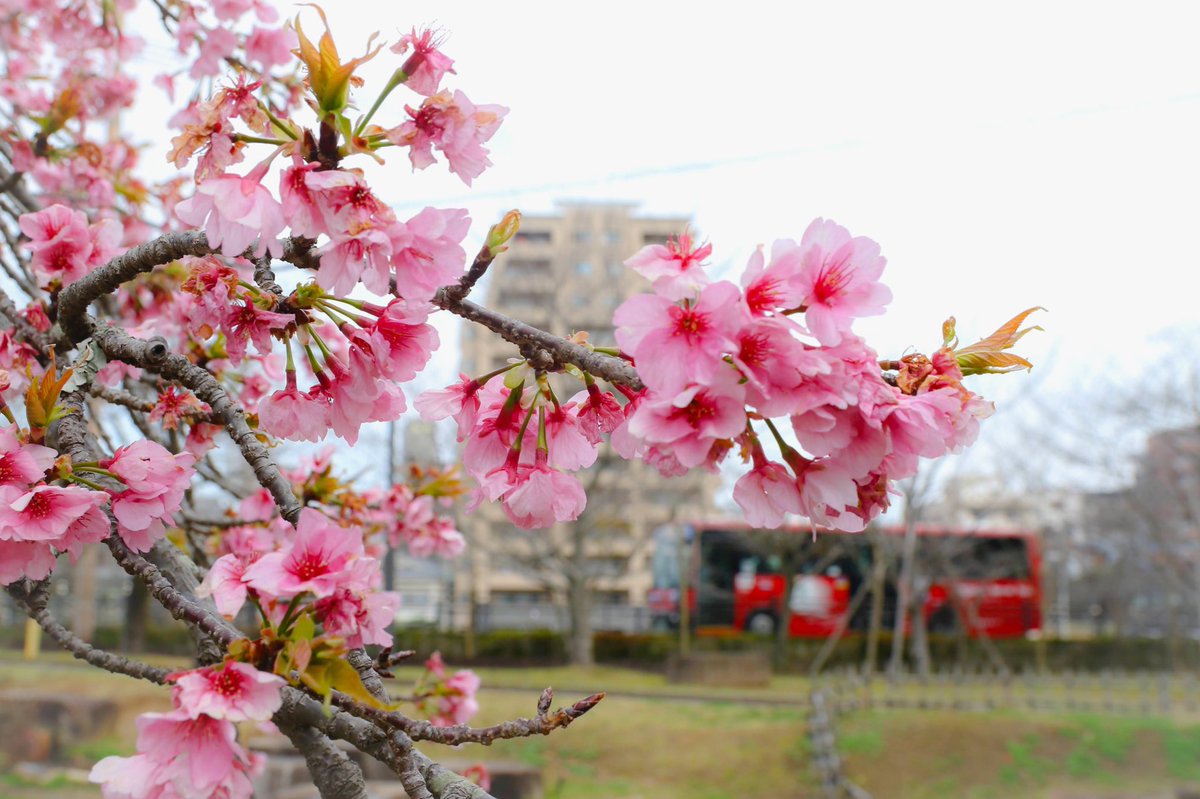 🌴なっきー🌴 (@naki_amazo_ne) / Posts / X