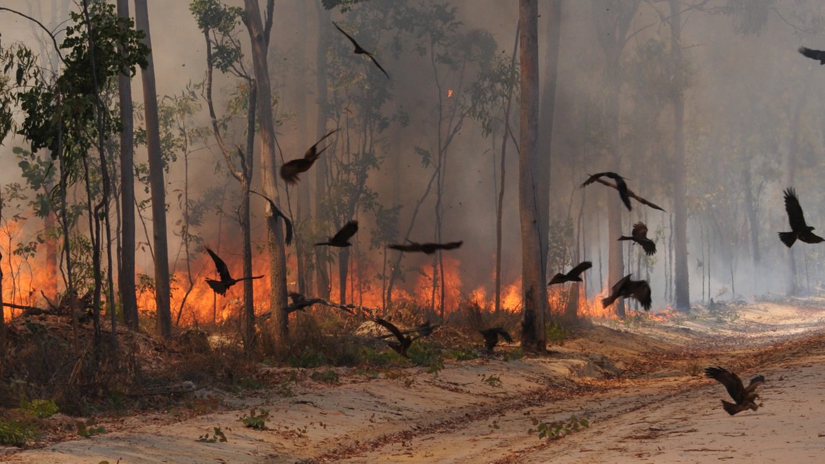 BirdsInvasion's tweet photo. Did you know ?
Some birds spread fires.
Their goal: spread fires in new areas to facilitate their search for food.
#NFT #NFTCommunity #nftcollector #Ethereum #birds #BirdsInvasion https://t.co/s4YIRS7Zic