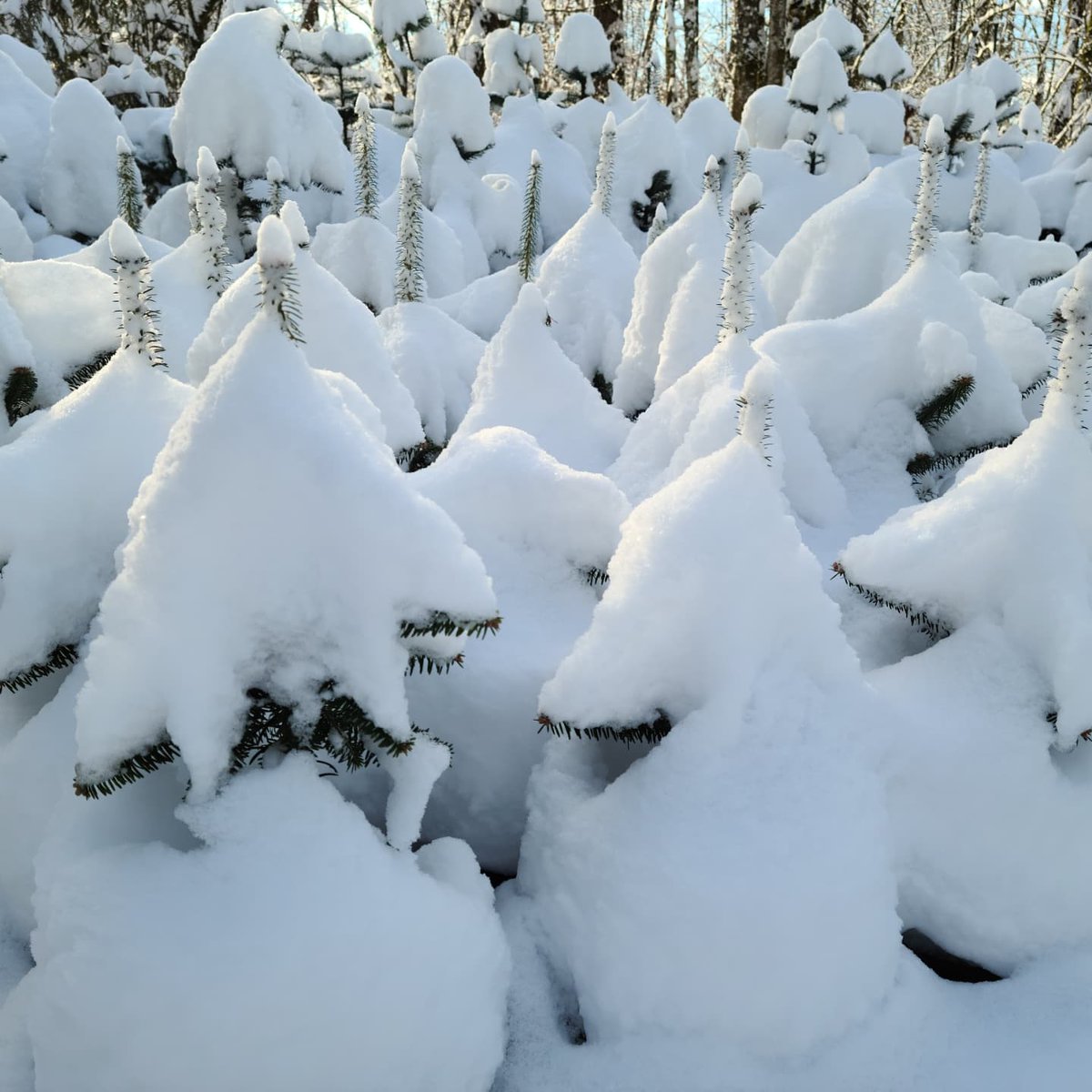 fastenglishwgss's tweet photo. @GlobalBC Our potted (future) Christmas trees @redtreesfarm (Langley) https://t.co/H4vHejbaCk