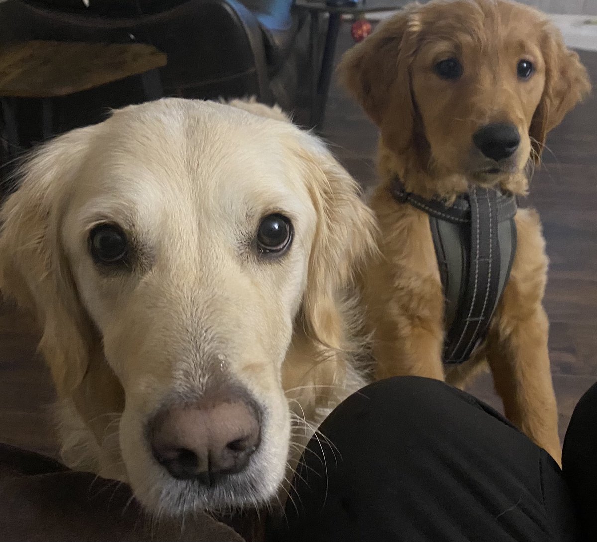 Honey and whiskey mooching for treats #dogsoftwitter #goldenretrievers